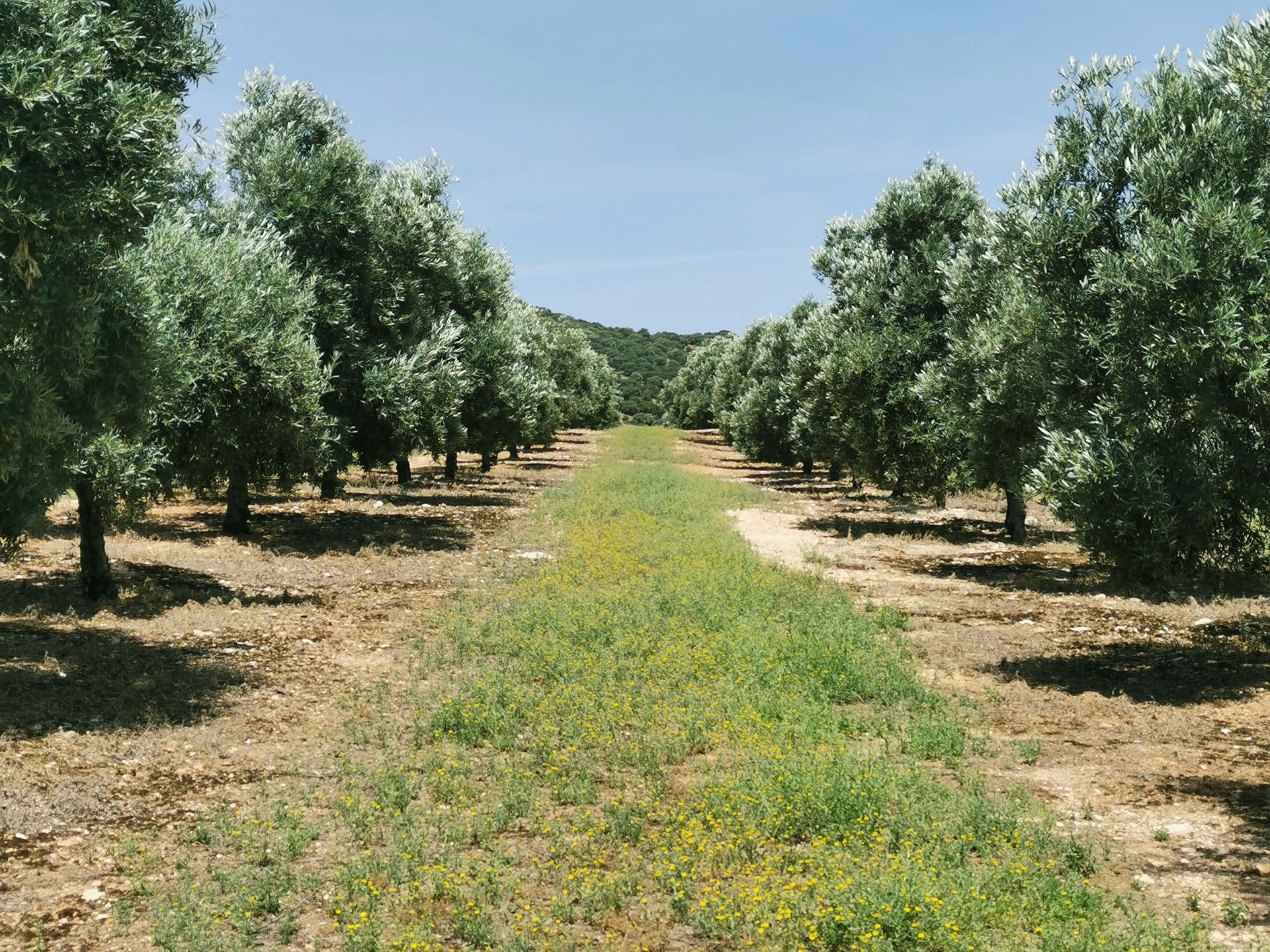 Aceitunas Sevillanas