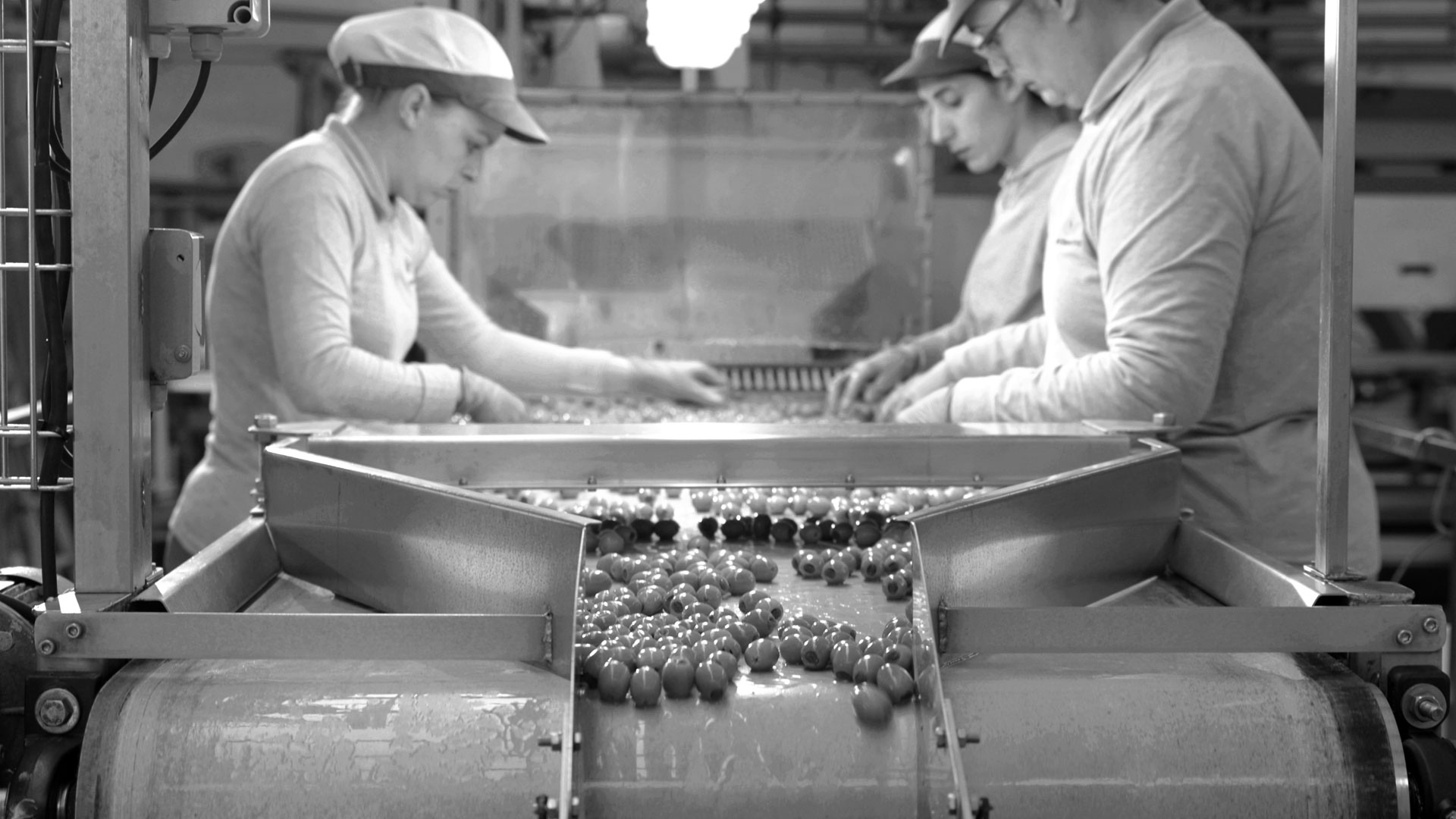 Aceitunas a granel - Estepa Oliva